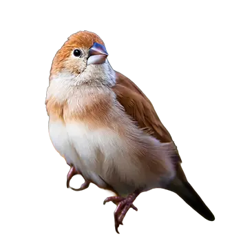 African Silverbill