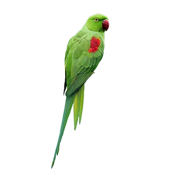Alexandrine Parakeet