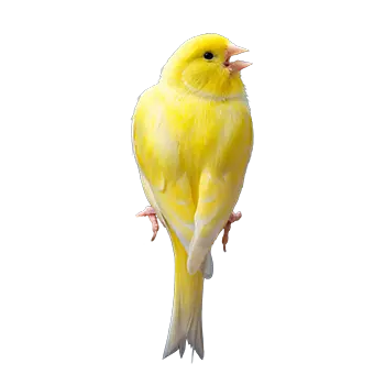 American Singer Canary