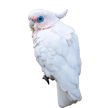 Bare-Eyed Cockatoo