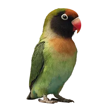 Black-Cheeked Lovebird