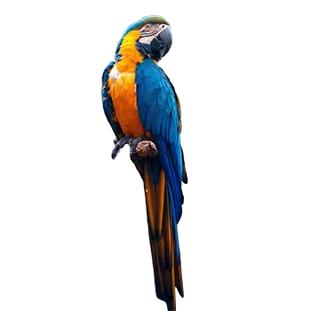 Blue and Gold Macaw