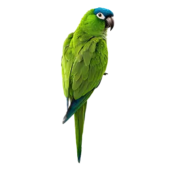 Blue-Crowned Conure