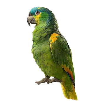 Blue-Fronted Amazon
