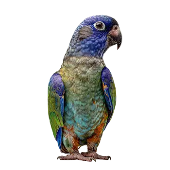 Blue-Headed Pionus