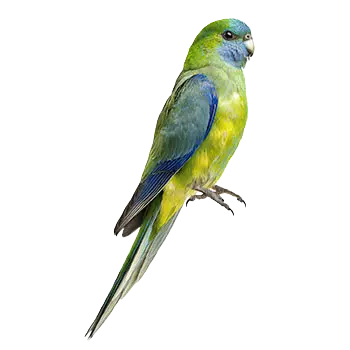 Blue Winged Parakeet