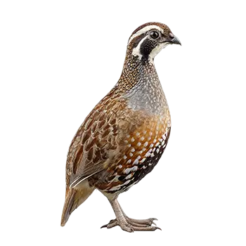 Bobwhite Quail