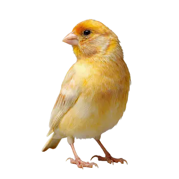 Border Canary