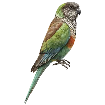 Bourke's Parakeet