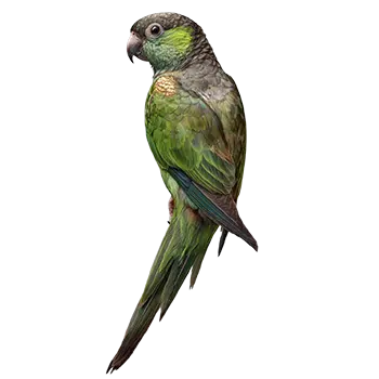 Bronze Winged Parakeet