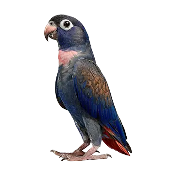 Bronze-Winged Pionus Species Guide - Furry Critter Network