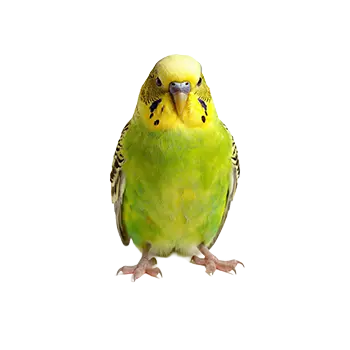 Budgerigar