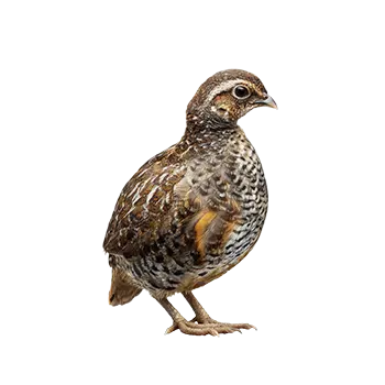 Button Quail