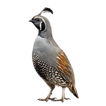 California Quail Species Guide - Furry Critter Network
