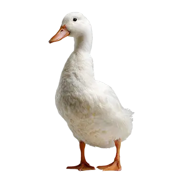 Call Duck Species Guide - Furry Critter Network