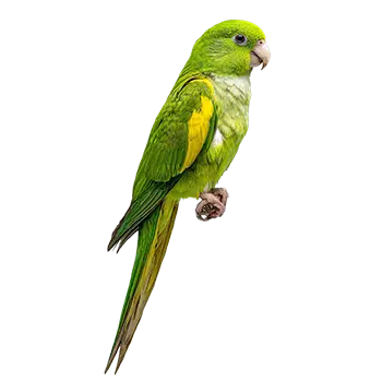 Canary-Winged Parakeet Species Guide - Furry Critter Network