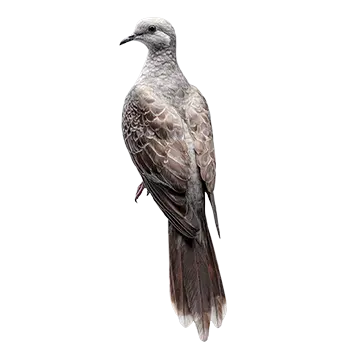 Cape Dove