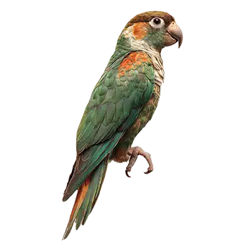 Cape Parrot