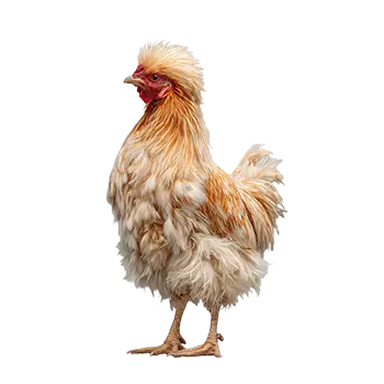 Cochin Bantam