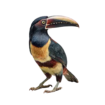 Collared Aracari