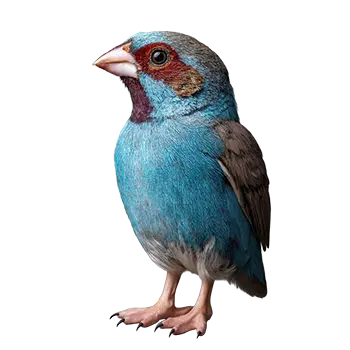 Cordon Bleu Finch Species Guide - Furry Critter Network