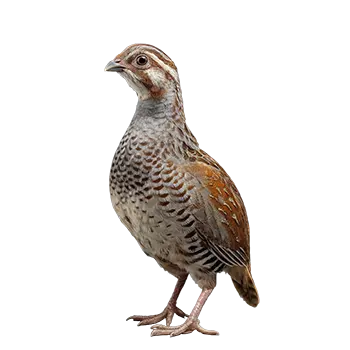 Coturnix Quail