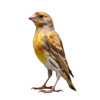 Crested Canary Species Guide - Furry Critter Network