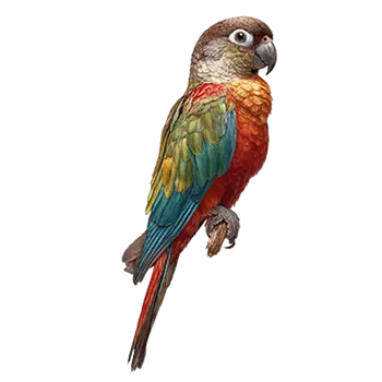 Crimson-Bellied Conure Species Guide - Furry Critter Network