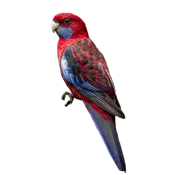 Crimson Rosella Species Guide - Furry Critter Network