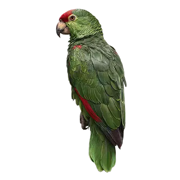 Crowned Amazon Species Guide - Furry Critter Network