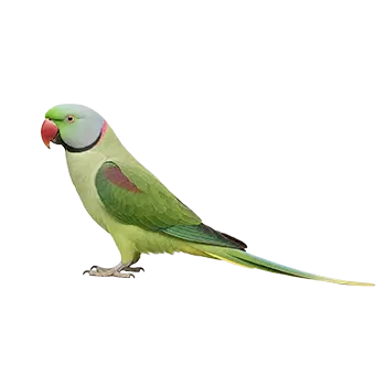 Derbyan Parakeet