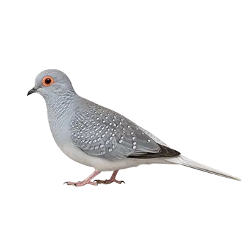Dove (Diamond)