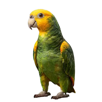Double Yellow-Headed Amazon Species Guide - Furry Critter Network