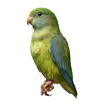 Dusky Billed Parrotlet Species Guide - Furry Critter Network