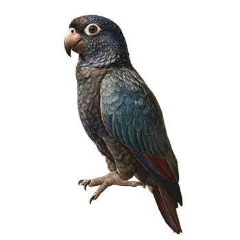 Dusky Pionus Species Guide - Furry Critter Network