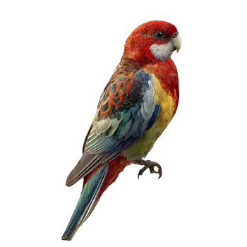 Eastern Rosella