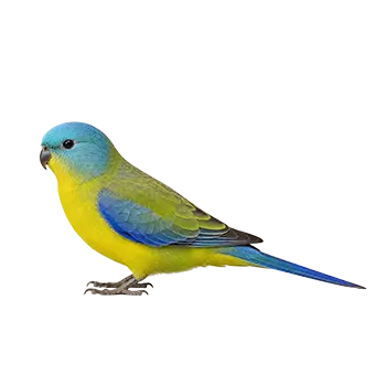 Elegant Parakeet Species Guide - Furry Critter Network