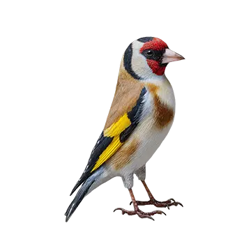 European Goldfinch Species Guide - Furry Critter Network