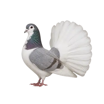 Fantail Pigeon