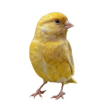 Fife Fancy Canary