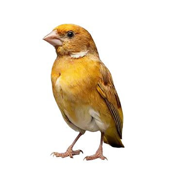 German Roller Canary