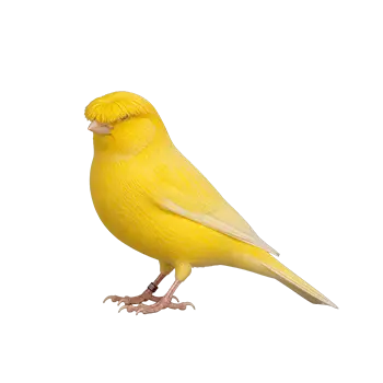 Gloster Canary