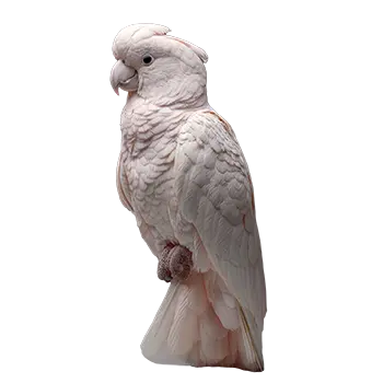 Goffin's Cockatoo