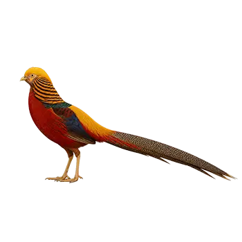 Golden Pheasant