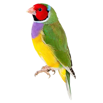 Gouldian Finch