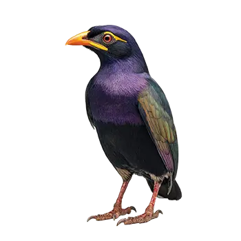 Greater Hill Mynah