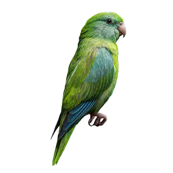 Green-Rumped Parrotlet Species Guide - Furry Critter Network