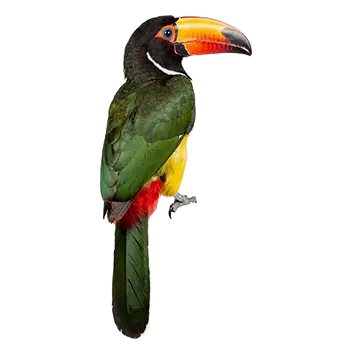 Green Aracari