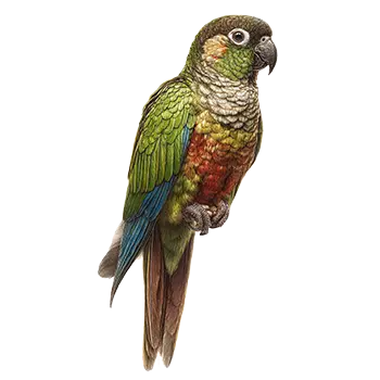Green-Cheeked Conure