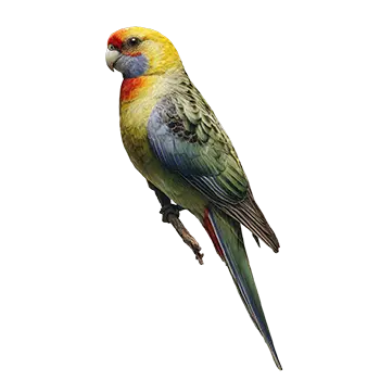 Green Rosella